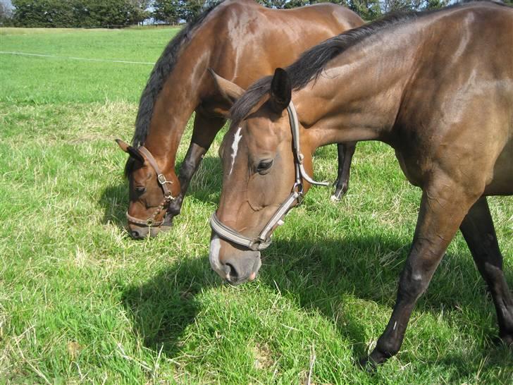 Dansk Varmblod Merci (solgt) billede 9