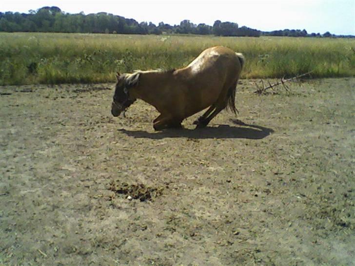 Anden særlig race ribena - ska lige rulle mig billede 14