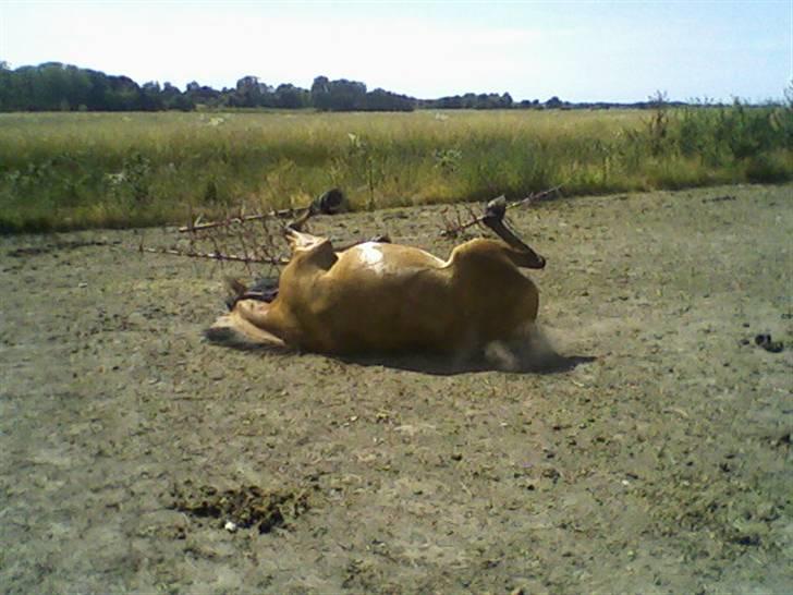 Anden særlig race ribena - vi ruller os lige <3 billede 15