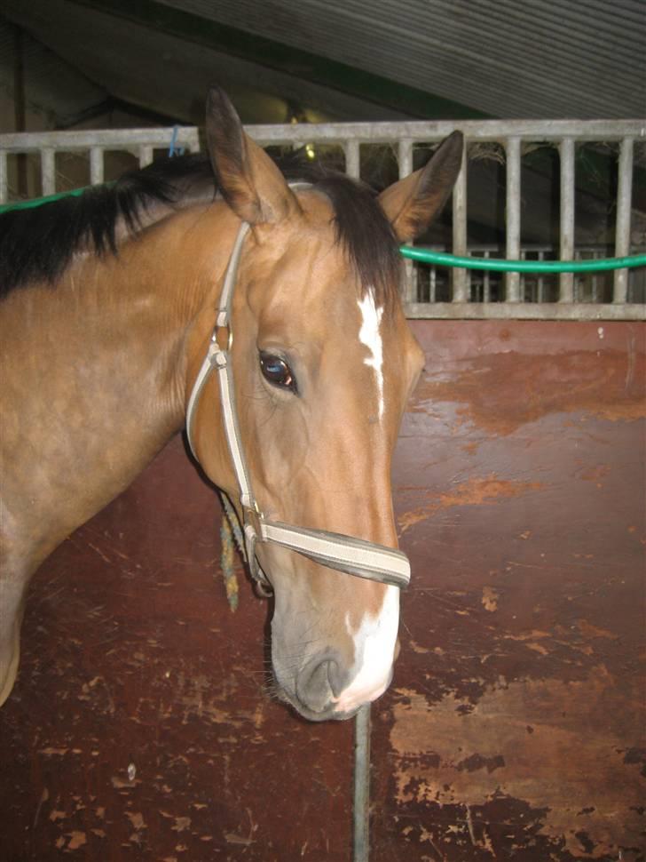 Dansk Varmblod Merci (solgt) billede 10