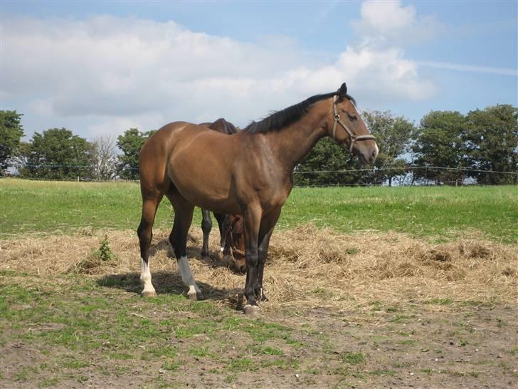 Dansk Varmblod Merci (solgt) billede 11