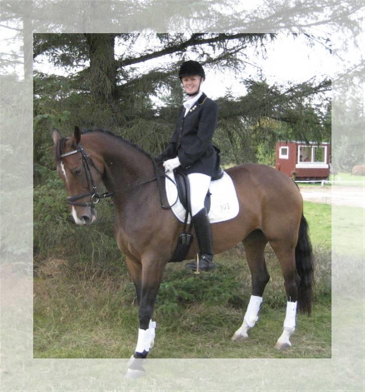 Dansk Varmblod Merci (solgt) billede 12