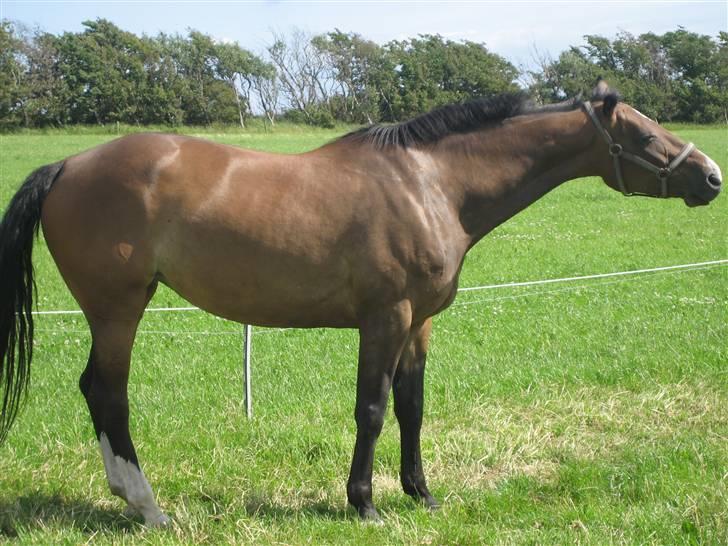 Dansk Varmblod Merci (solgt) billede 13