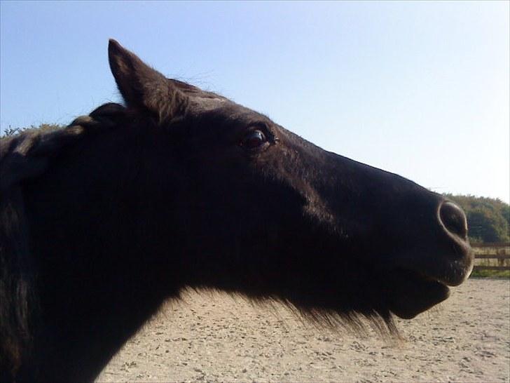 Shetlænder Klaus billede 1