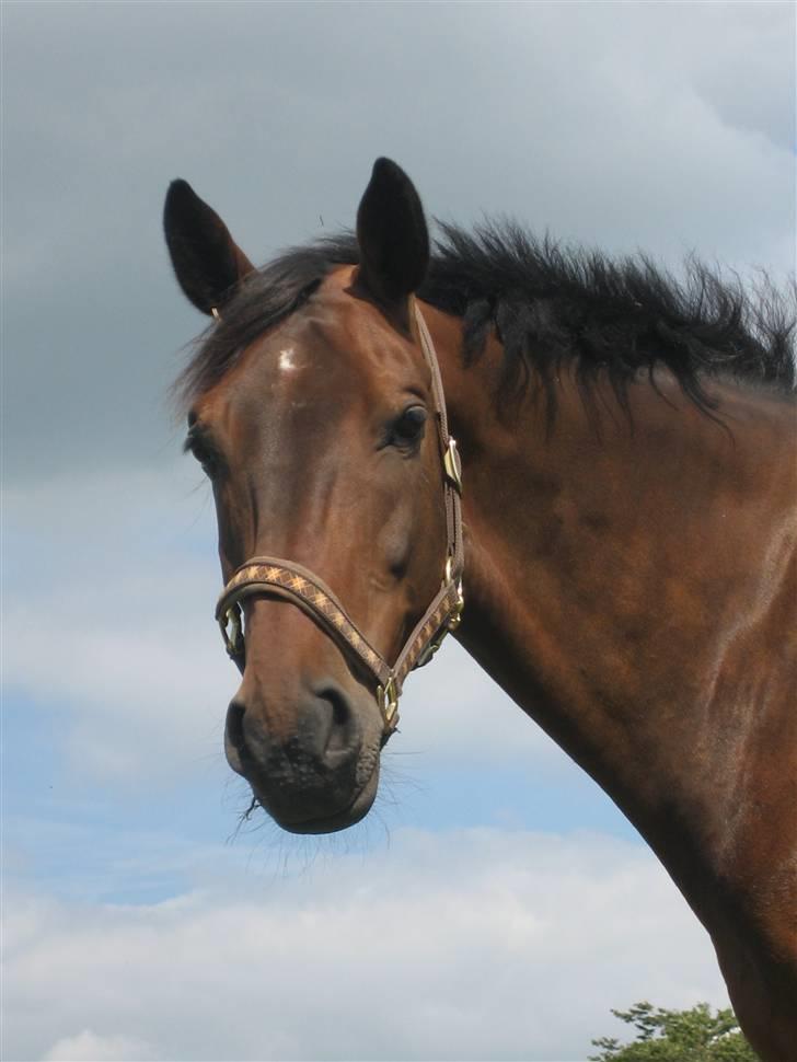 Dansk Varmblod Malays Fælledgård (solgt :-( billede 17