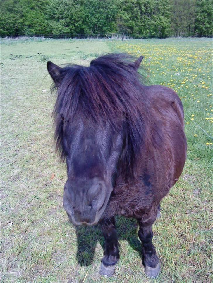 Shetlænder Klaus billede 2