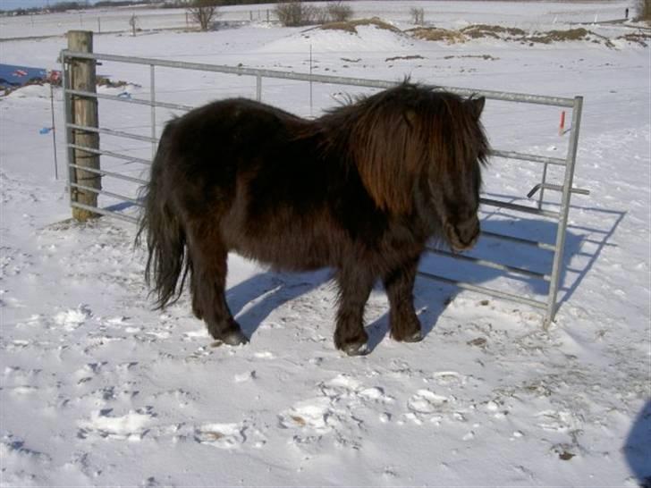 Shetlænder Klaus billede 3