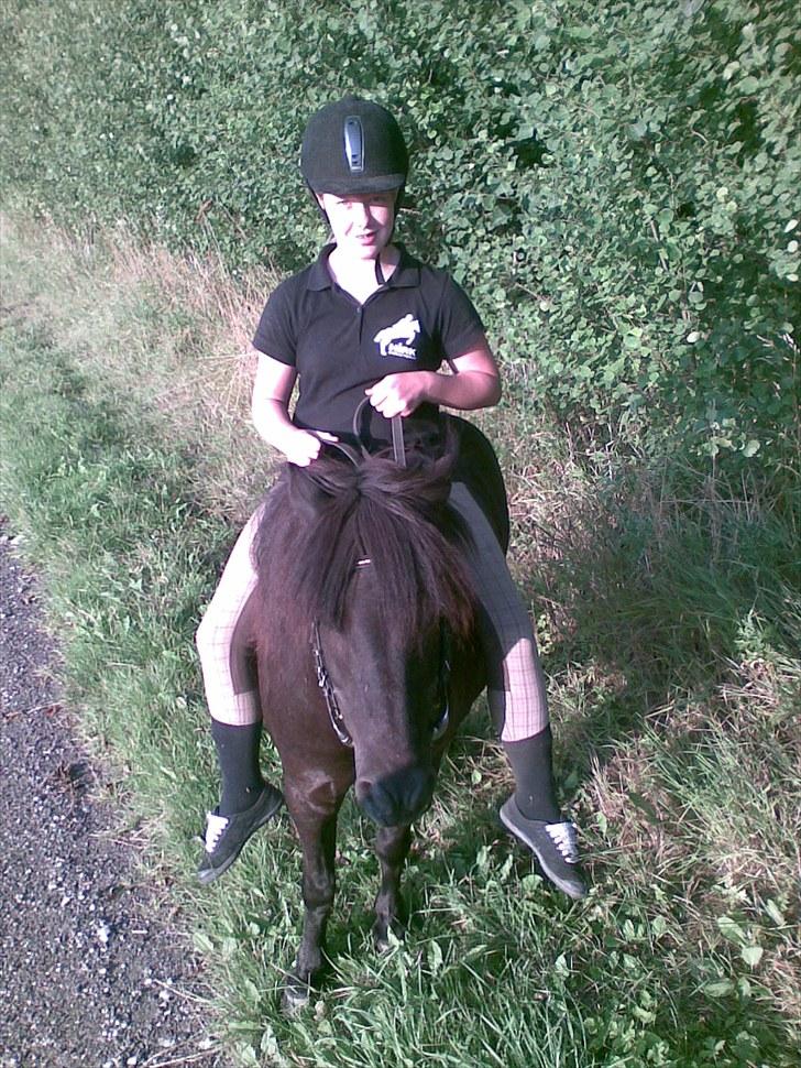 Shetlænder Klaus billede 4