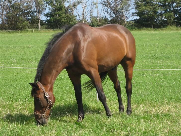 Dansk Varmblod Malays Fælledgård (solgt :-( billede 19