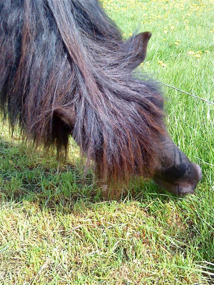 Shetlænder Klaus billede 5