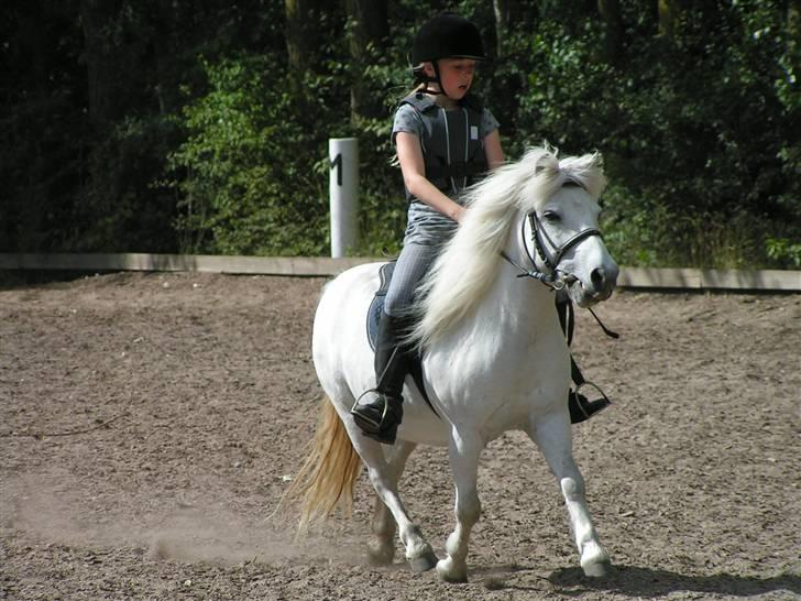 Shetlænder Laban (Hans Eriks) - <3<3<3<3<3<3<3<3<3<3<3<3<3<3<3<3<3<3<3<3<3<3<3<3<3<3 billede 13