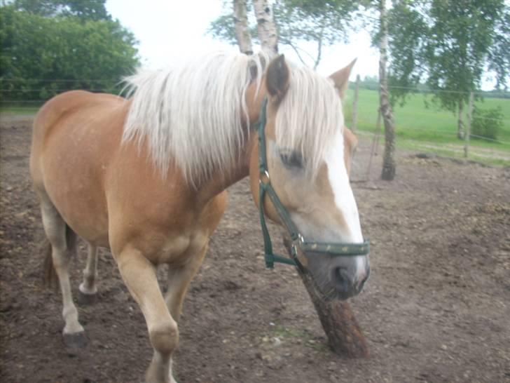 Haflinger Nichi - Første dag efter jeg havde fået hel part på ham, Havde han ødelagt sin grime billede 1