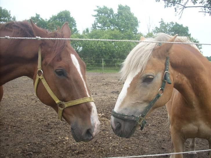 Haflinger Nichi - Asterex og Nichi billede 2