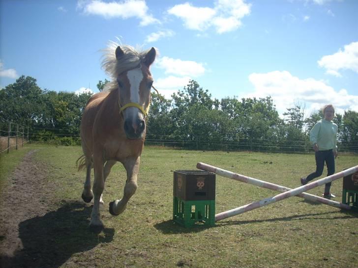 Haflinger Nichi - Vi ver ved at løst springe men så løb han ved siden af billede 3