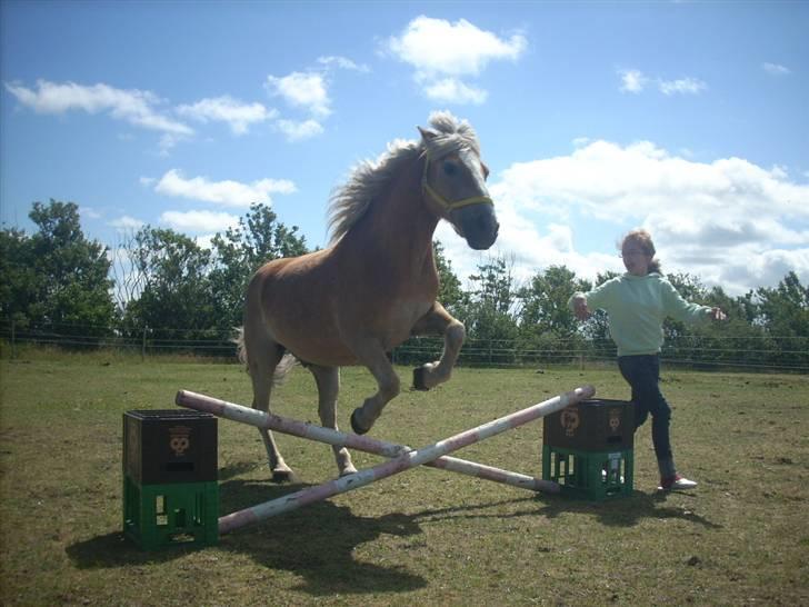 Haflinger Nichi - Har springer han så, kun en opvarmings spring billede 4