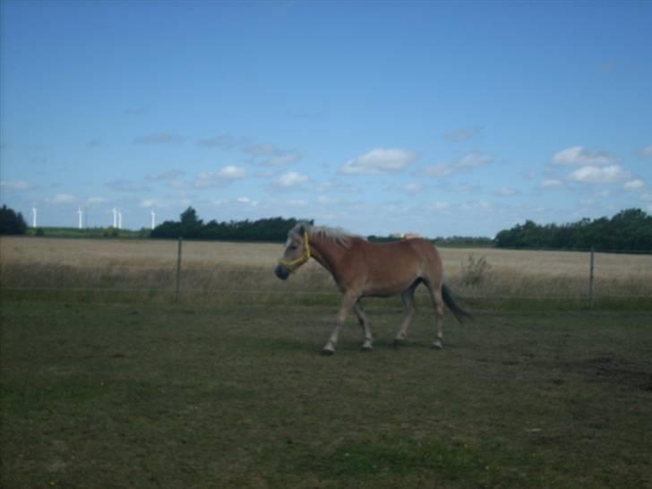 Haflinger Nichi - Han er på vej ned til mig billede 5