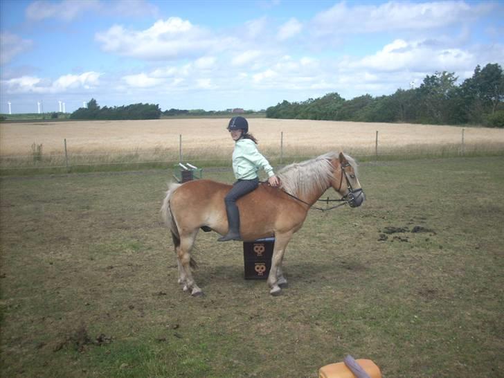 Haflinger Nichi - Her hygge rider vi så  billede 6