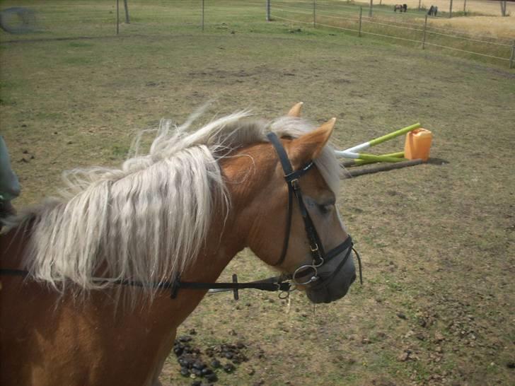 Haflinger Nichi - Er han ikk bare dejlig billede 7