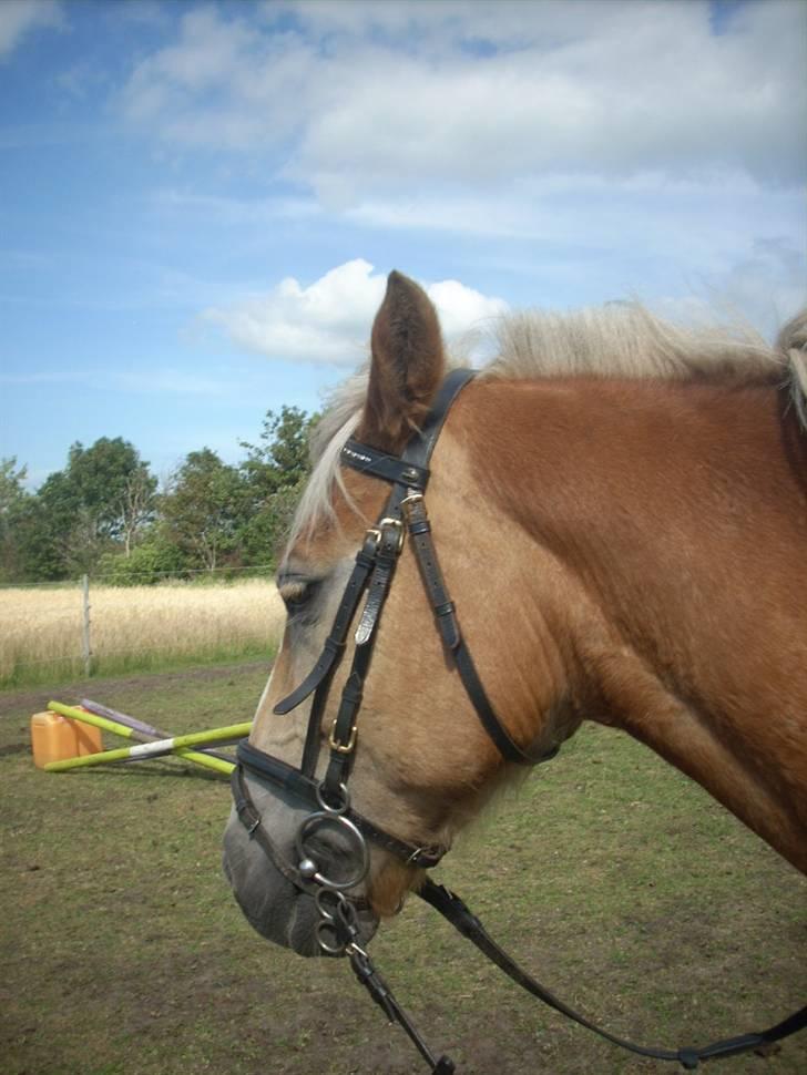 Haflinger Nichi - Også den smukke igen billede 8