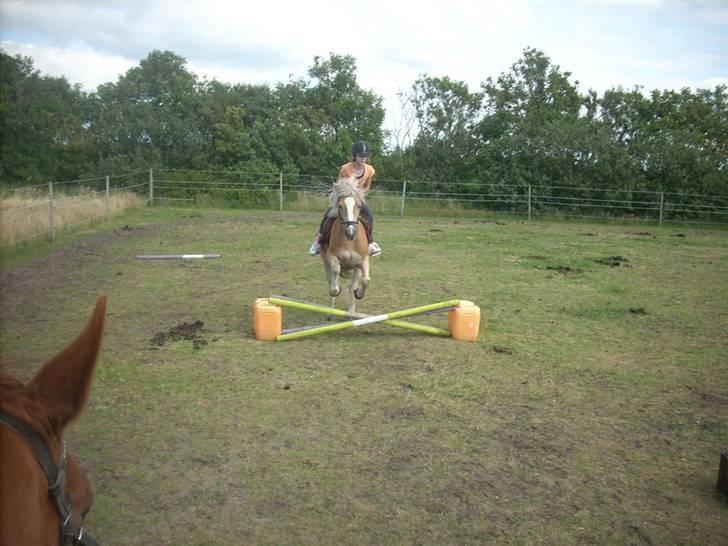 Haflinger Nichi - Har springer jeg så på ham billede 9