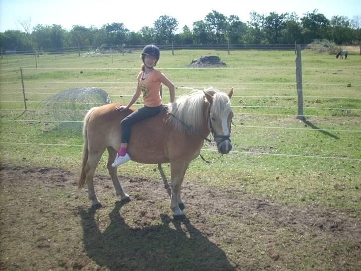 Haflinger Nichi - Så  rider jeg baglænd igen billede 10