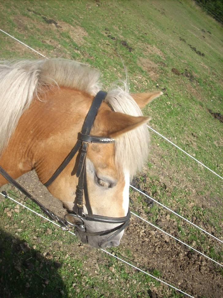 Haflinger Nichi - Dette billede er taget oppe fra Asterex billede 11