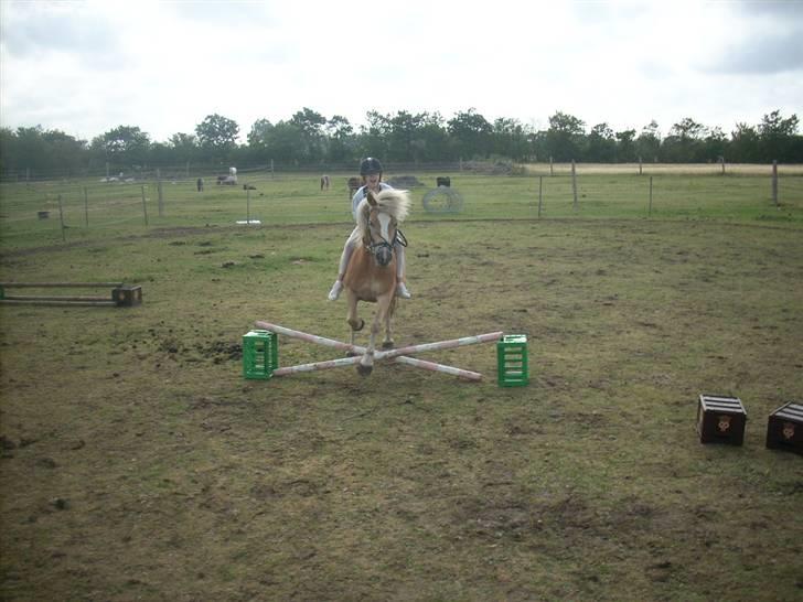 Haflinger Nichi - Har springer jeg igen billede 12