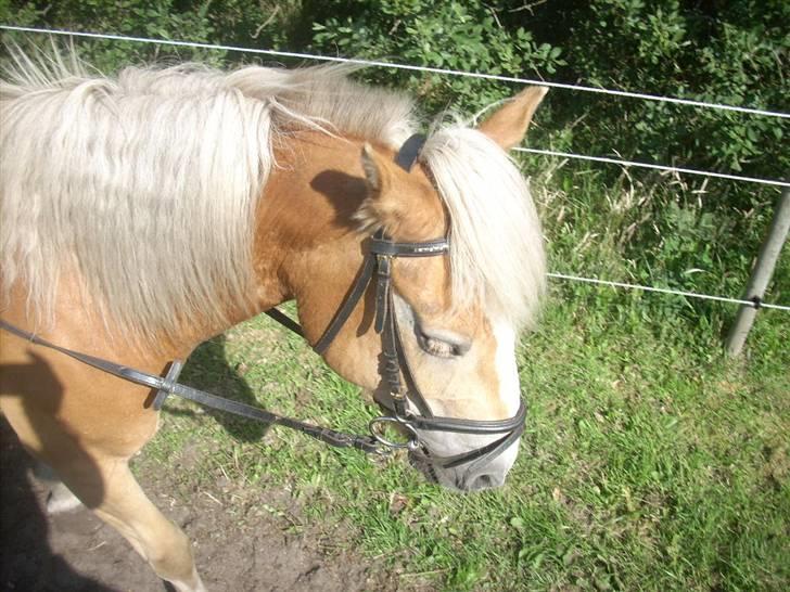 Haflinger Nichi - Her skriter vi lige lidt da vi snart skal springe igen billede 13