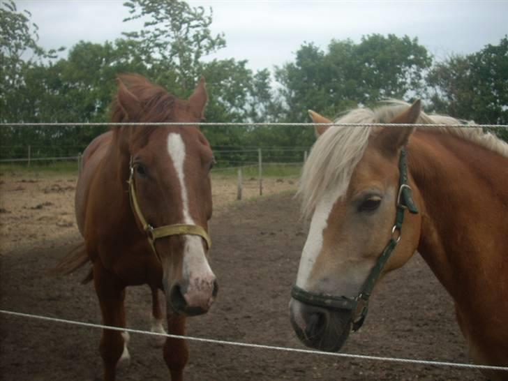 Haflinger Nichi - Asterex og Nichi igen billede 14