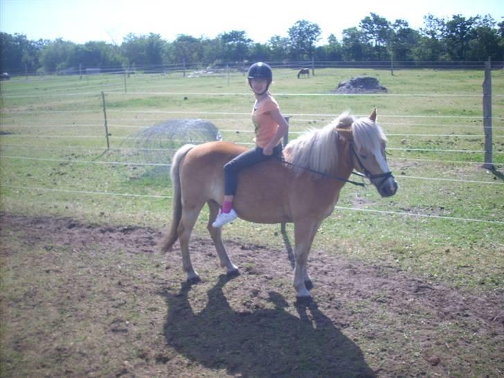 Haflinger Nichi - jeg rider baglænde igen billede 15