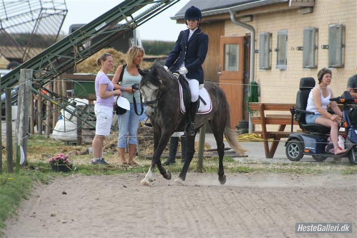 New Forest Mølgaards Zafir "Solgt" - Zafir stævne billede 8