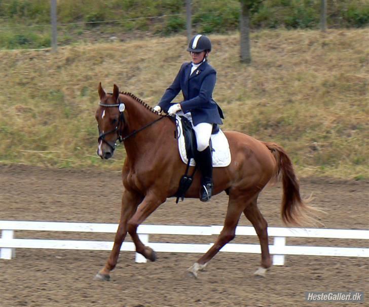 Dansk Varmblod Bias R.I.P :( - Skårupovergård 2008 billede 9