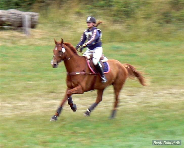 Dansk Varmblod Bias R.I.P :( - Skårupovergård 2008 billede 10