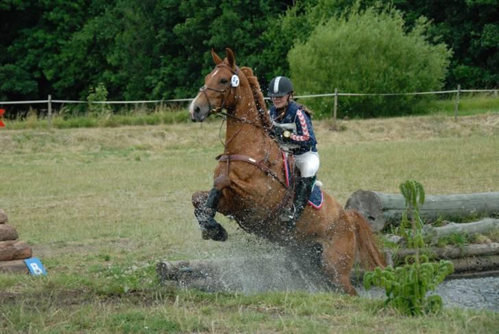 Dansk Varmblod Bias R.I.P :( - Skårupovergård 2008 billede 13