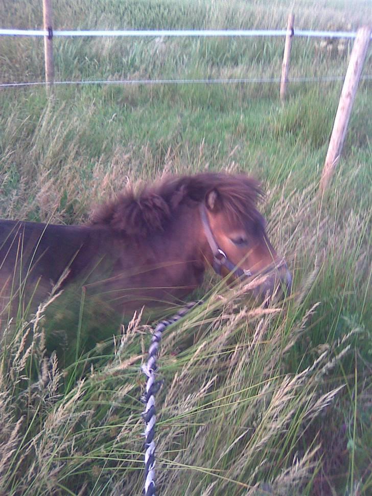 Miniature Hanibal *Lånt ud* - Alt det høje græs xD billede 18