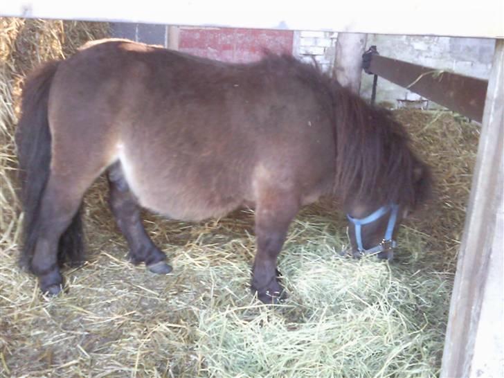 Miniature Hanibal *Lånt ud* - Hans pels er blevet meget flottere :D - Hos ny mor -  billede 19