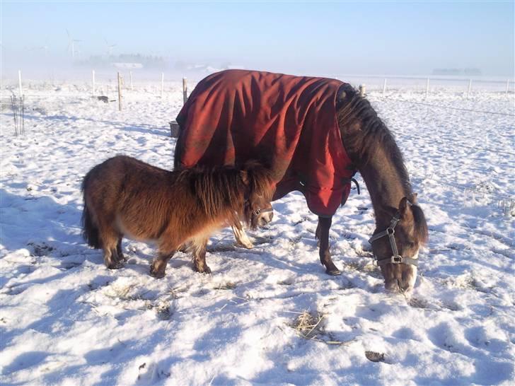 Miniature Hanibal *Lånt ud* - Hygge med min bedste ven :D billede 20