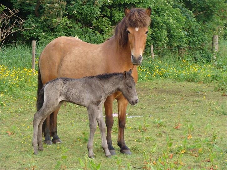 Islænder Tibrá fra Nr. Felding - skønne tibrá med sit føl <3 :).  foto: mig. billede 9