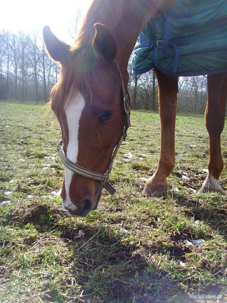 Arabisk fuldblod (OX) Desireé, † Hvil i fred billede 20