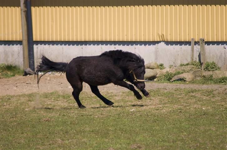 Shetlænder Hero billede 1