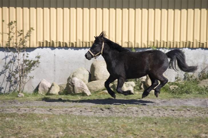 Shetlænder Hero billede 3