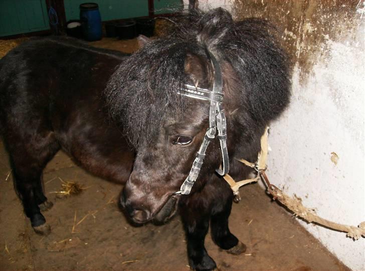 Shetlænder Hero billede 6