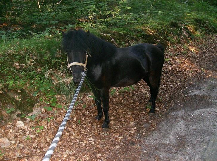 Shetlænder Hero - 22 juli, hvores gå tur ned til marken i Aabenraa billede 7