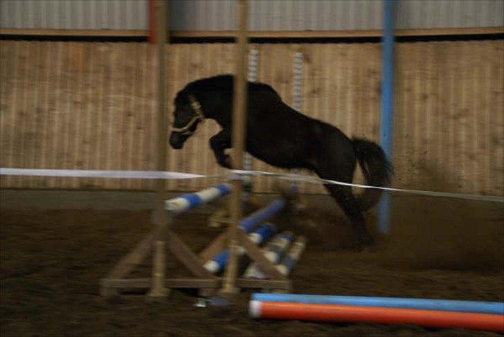 Shetlænder Hero billede 8