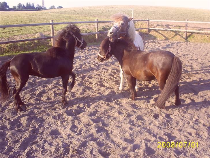 Shetlænder Hero billede 9