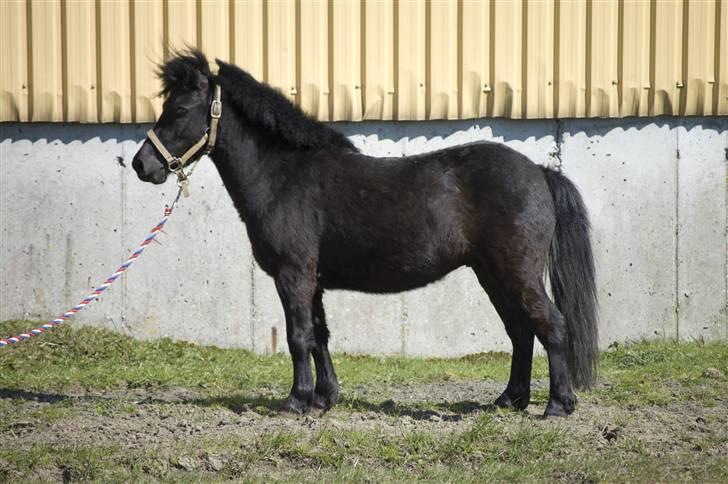 Shetlænder Hero billede 10