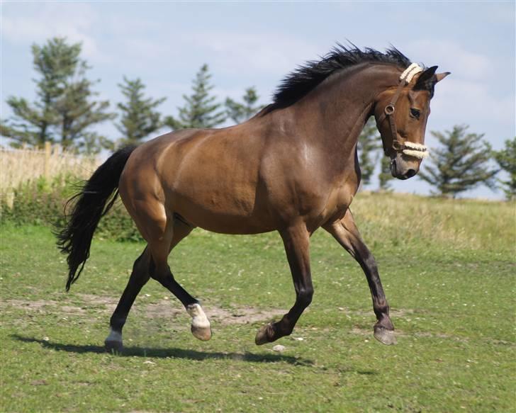 Anden særlig race Nicko - Nicko på sommerferie hos Mia, ih så glad :D <3 billede 20