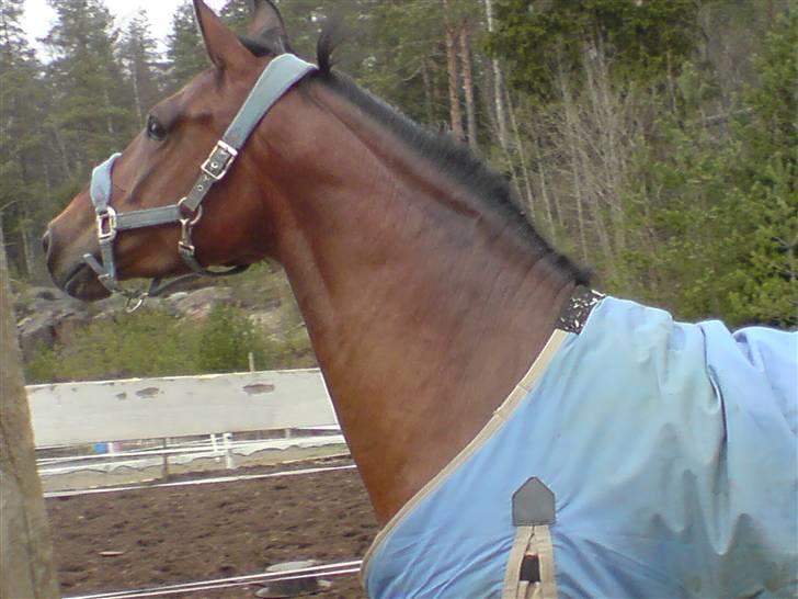 Norsk Varmblod  Nay Mondi*R.I.P* billede 4