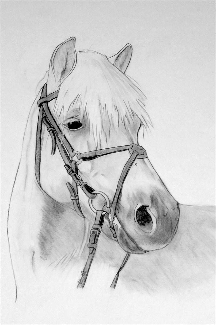 Fjordhest Glittra Gudenå - Tegning jeg har tegnet af Glittra 2009 billede 20