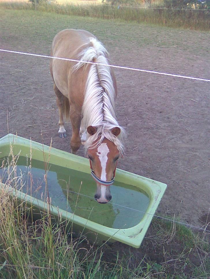 Haflinger Gelstoft Star Shadow billede 13